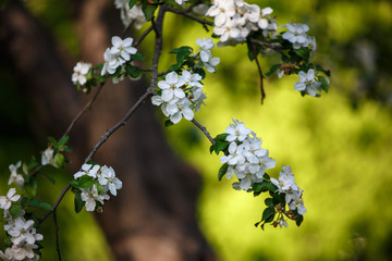 Apple branch with white flowers