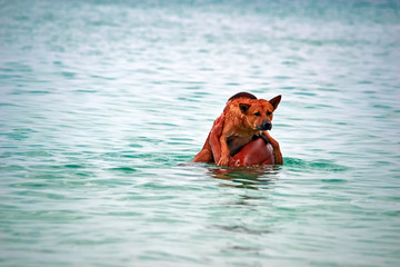 Frightened dog in the hands of the owner in the sea. The dog looks at the camera sitting on the hands men walked into the water.