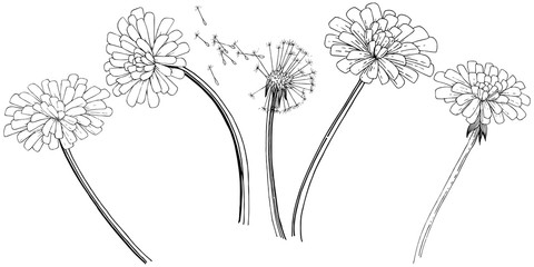 Dandelion in a vector style isolated. Full name of the plant: dandelion. Vector flower for background, texture, wrapper pattern, frame or border.
