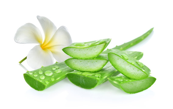 aloe vera fresh leaf. isolated on white background