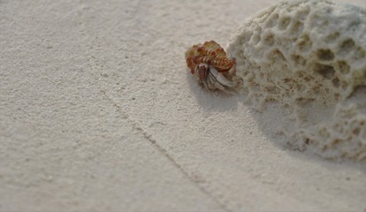 macro photography. crab. 