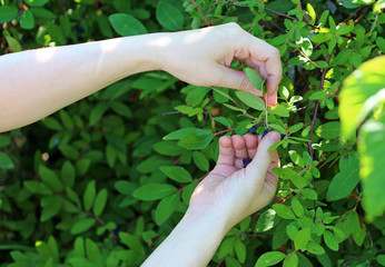 A human hand reaches for a ripe blue berries of edible honeysuckle on a branch. The harvest