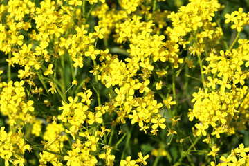 natural background of small yellow flowers