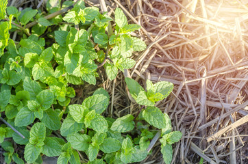 Close up Peppermint on the morning light farm, vegetable for the kitchen.
