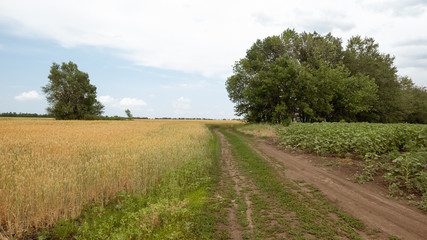Fototapeta na wymiar Field with wheat