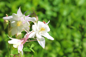 Floral background. Blooming columbine of white color on a green natural background.