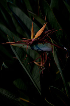 Bird of paradise