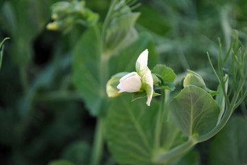 Peas plant white flower, organic farming, close up, dark green leaves background