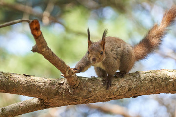 神楽岡公園のエゾリス