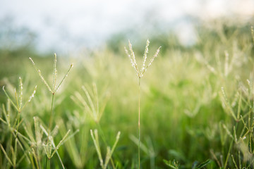 green grass flower background