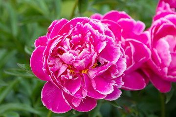 flower peony