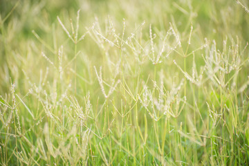green grass flower background