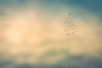 Vintage style and romantic abstract nature view of grass flower