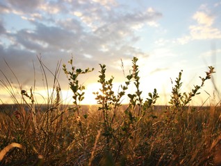 steppe shrub against the backdrop of the setting sun