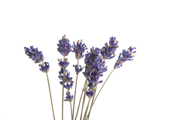 Naklejka premium lavender flower isolated on the white