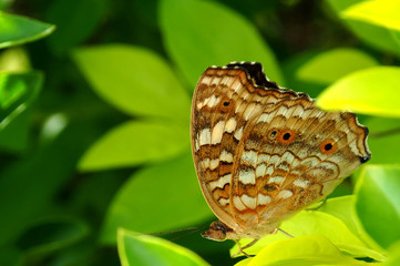Beautiful tropical butterfly on a leaf