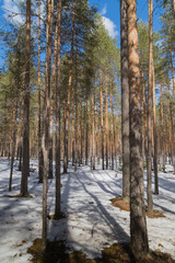 Bright sunny pine forest in the snow