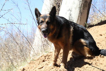 Dog German Shepherd outdoors in a summer