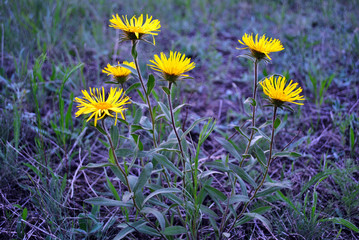 Doronicum plantagineum (the plantain-leaved leopard's-bane or plantain false leopardbane) blooming flowers on grass background