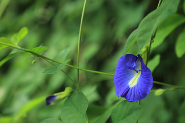 Butterfly pea or Blue pea vine flower (Clitoria ternatea L.) with green leave background.