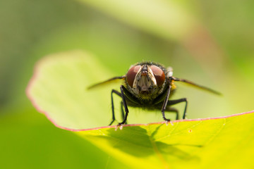 mouche