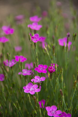 Obraz premium FLOWERS: carnation sandy