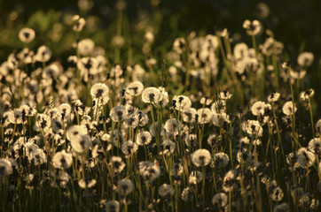 Fluffy golden dandelions in the evening light in the countryside