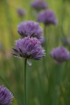 FLOWERS: the blossoming onions - a green background
