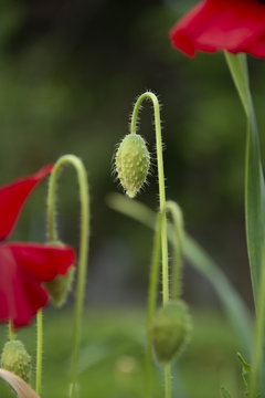 FLOWERS: red poppy - a green background