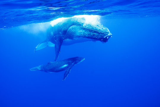 クジラの親子