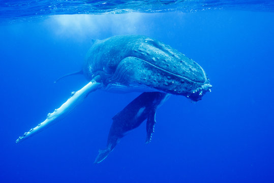 クジラの親子