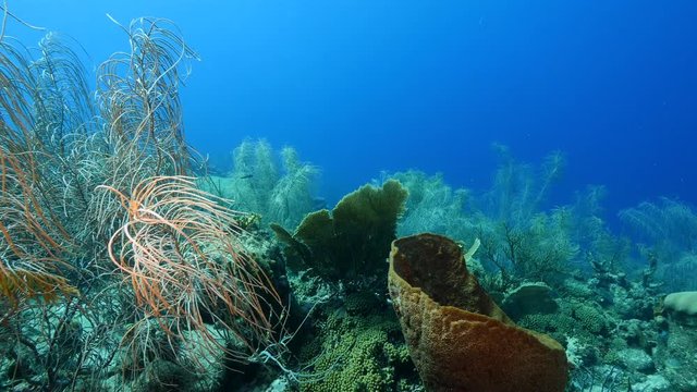 Seascape of coral reef / Caribbean Sea / Curacao with various hard and soft corals, sponges and sea fan