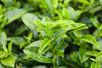 Tea leaf bush.