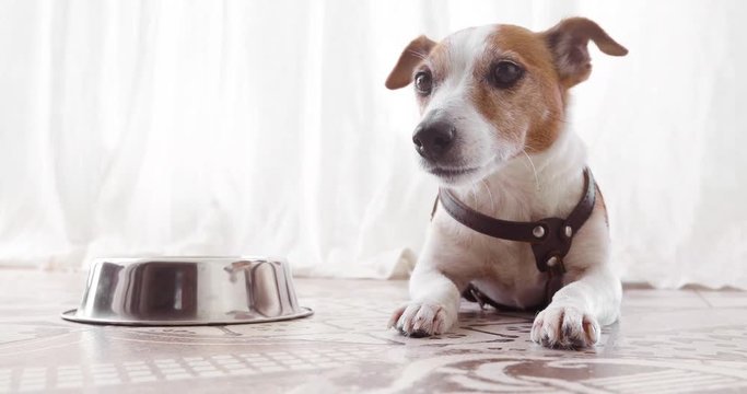 Jack Russell Terrier dog lies near his empty bowl
