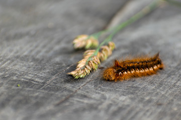 caterpillar on leaf