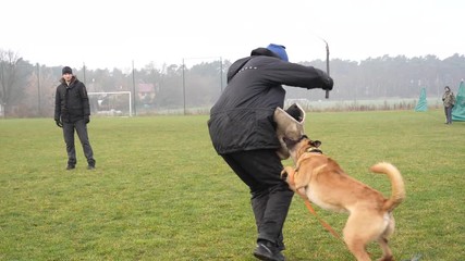 Dog training exercises of defense and protection by chasing attack and biting the person on outdoors range