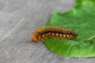 caterpillar on leaf