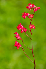 Beautiful flowers in summer time