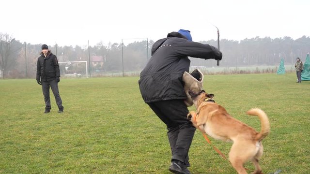 Dog training exercises of defense and protection by chasing attack and biting the person on outdoors range