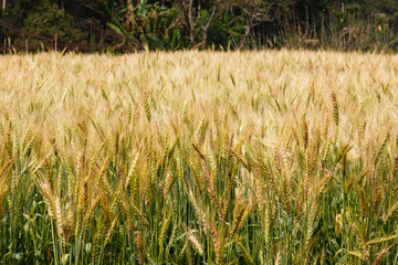 Rice field and crop.