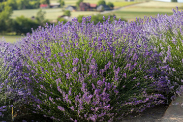 lavender field