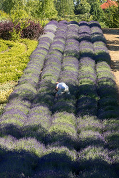 lavender field