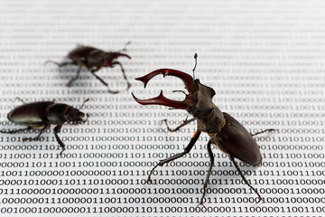 Bugs in programm binary code. Quality assurance.