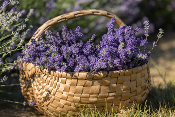 Fototapeta premium a wooden basket full of fragrant bouquets of lavender
