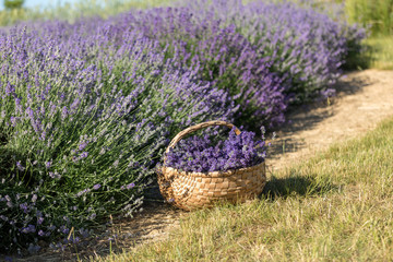 a wooden basket full of fragrant bouquets of lavender