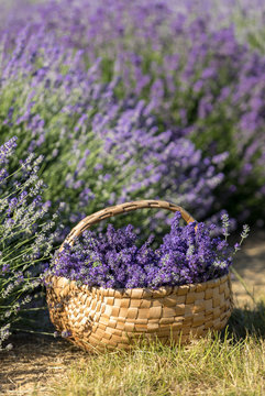 Fototapeta a wooden basket full of fragrant bouquets of lavender