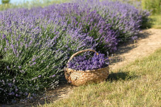 Fototapeta a wooden basket full of fragrant bouquets of lavender