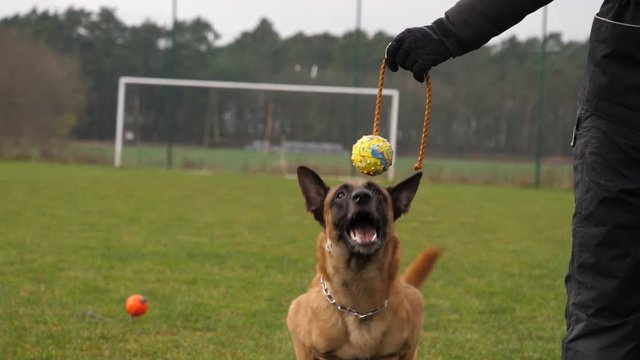 Playing training the dog on nature sheepdog run chase and catch the toy ball in mouth