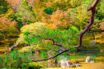 JAPANESE GARDEN. Beautiful Japanese Garden in autumn at Tenryu ji Garden & Temple.