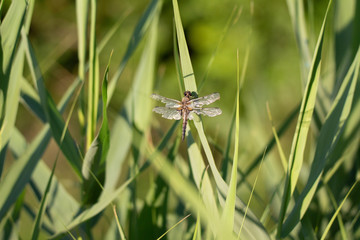 Dragonfly